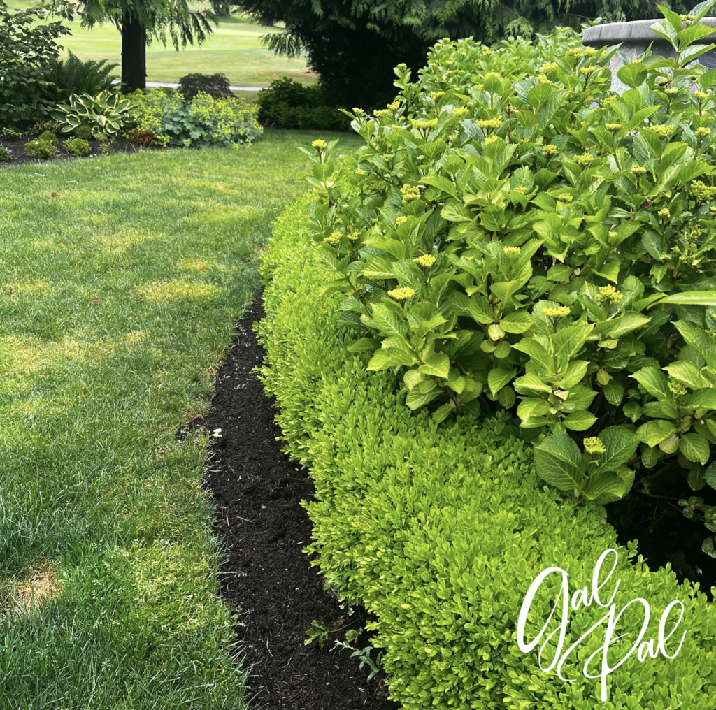 Gal Pal Boxwood with hydrangeas