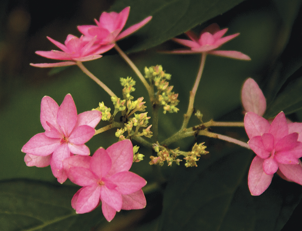 ‘Midoriboshi Temari’ has stunning double flowers with pointed tips
