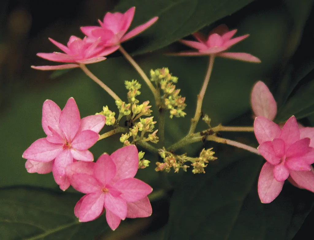 ‘Midoriboshi Temari’ has stunning double flowers with pointed tips