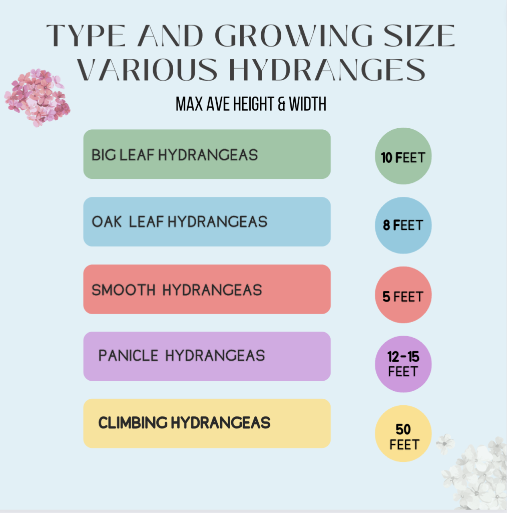 Type and growing size of various hydrangeas