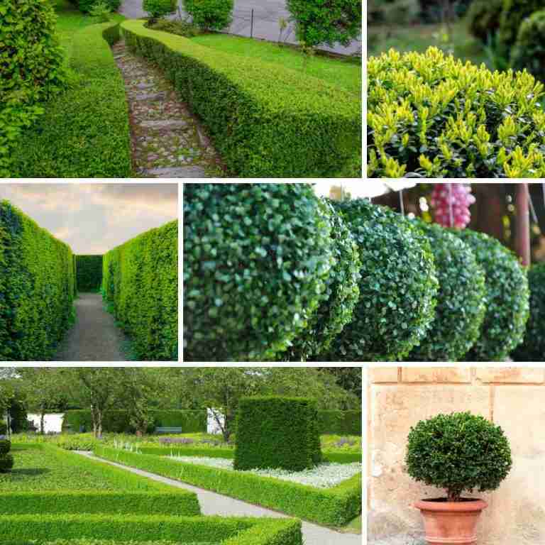 20 popular types of boxwood shrubs for landscape design