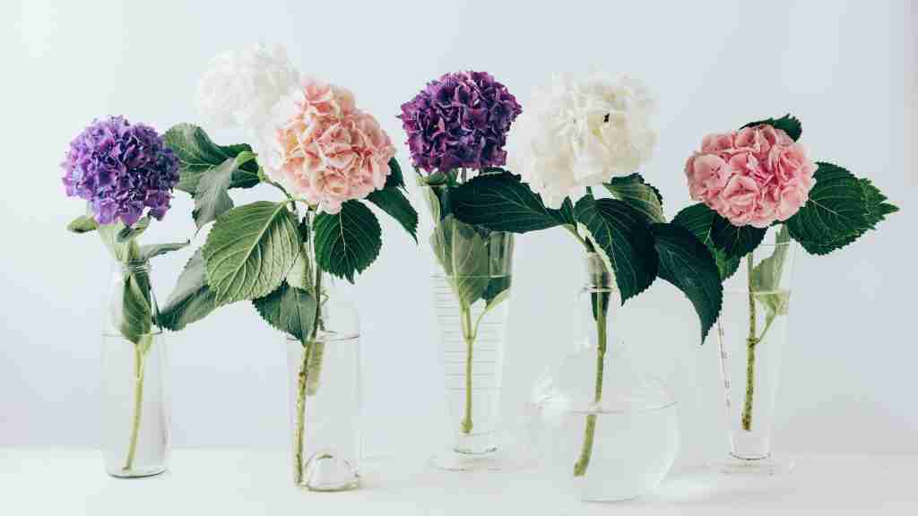 beautiful colorful blooming flowers of hydrangea in glass vases, on white