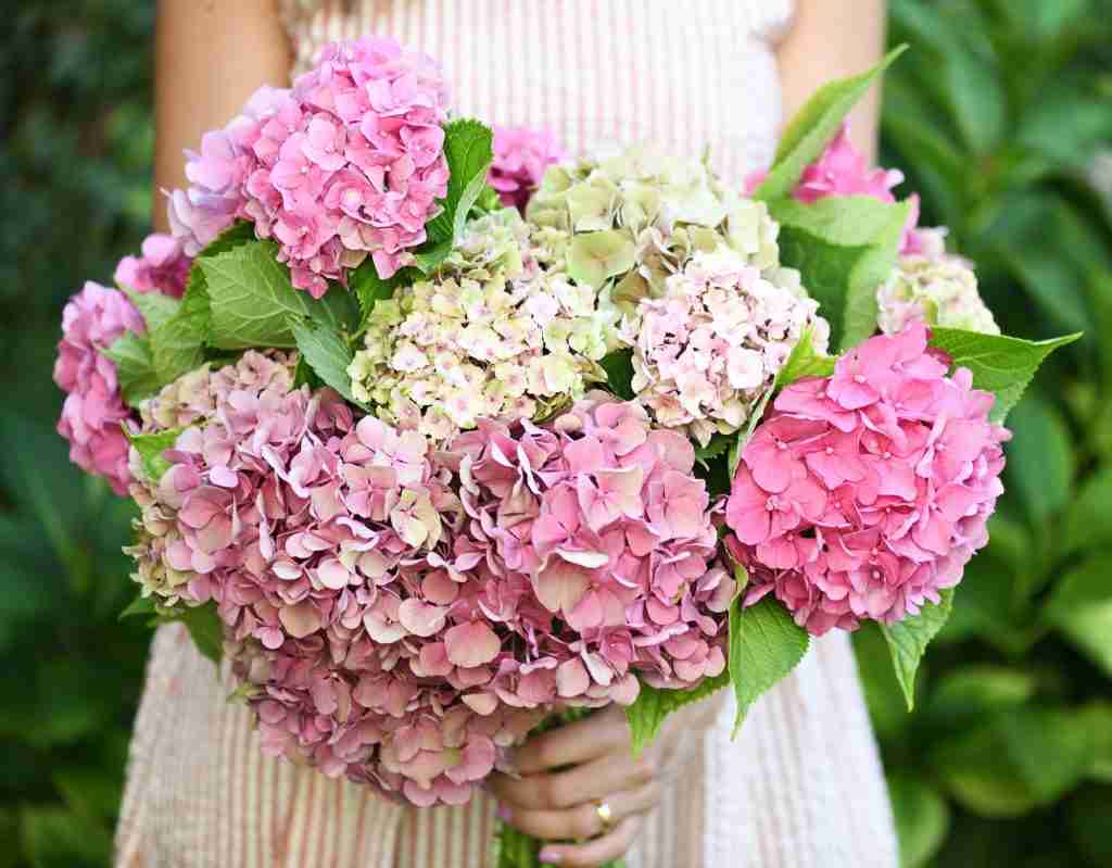 beautiful hydrangea flowers