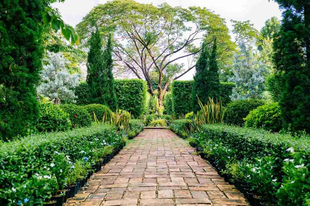 English garden with box wood shrub