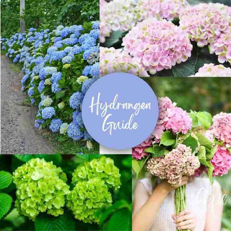 Stunning hydrangea types and species-the ultimate guide