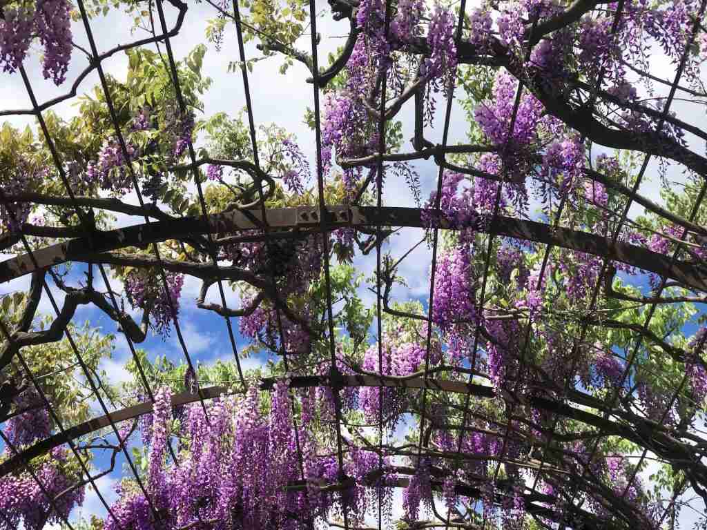 Japanase pagoda purple tree flowers blooming in spring at Schonbrunn Garden, Vienna