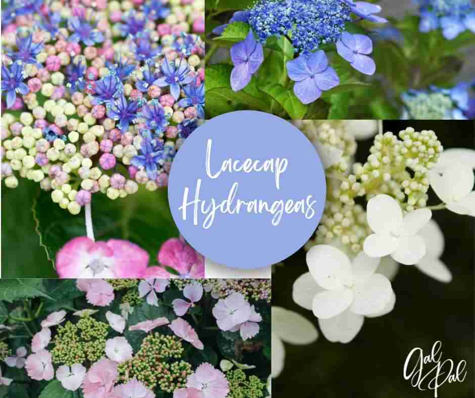 Hydrangea lacecap variety