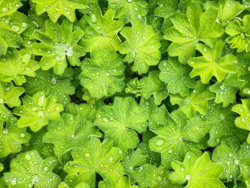 Leaves of Alchemilla, or Lady's-mantle with water drops
