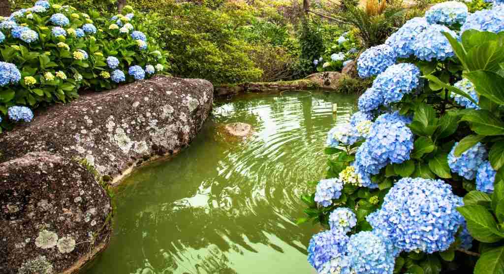 Scenery with blue hydrangea flowers growing by a pond