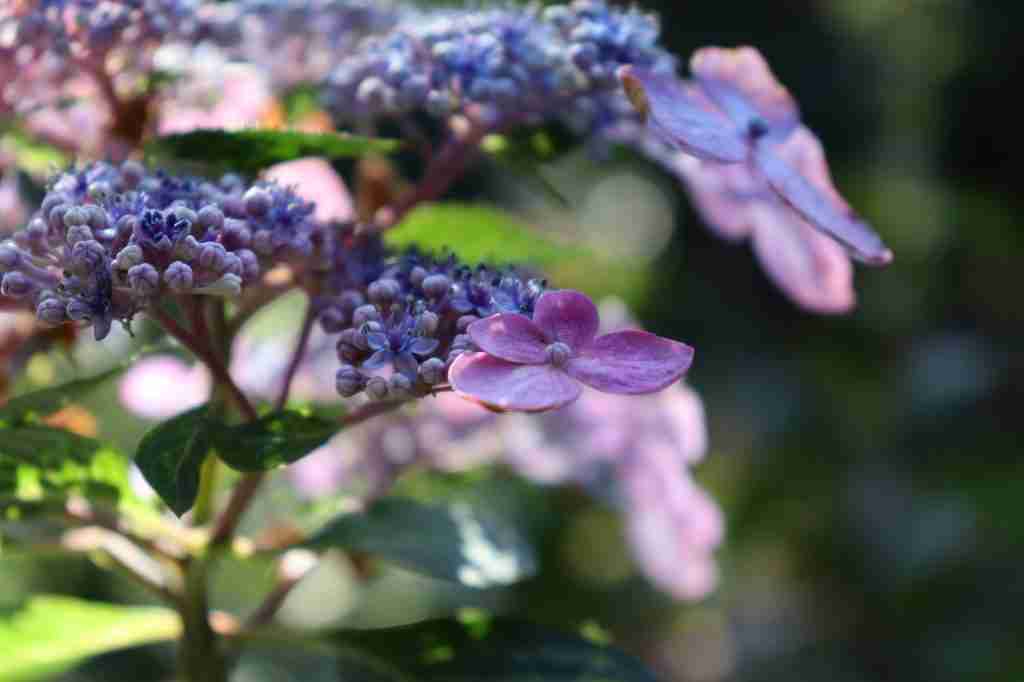 Selective focus shot of purple hydrangea serrated bluebird flowers in the garden