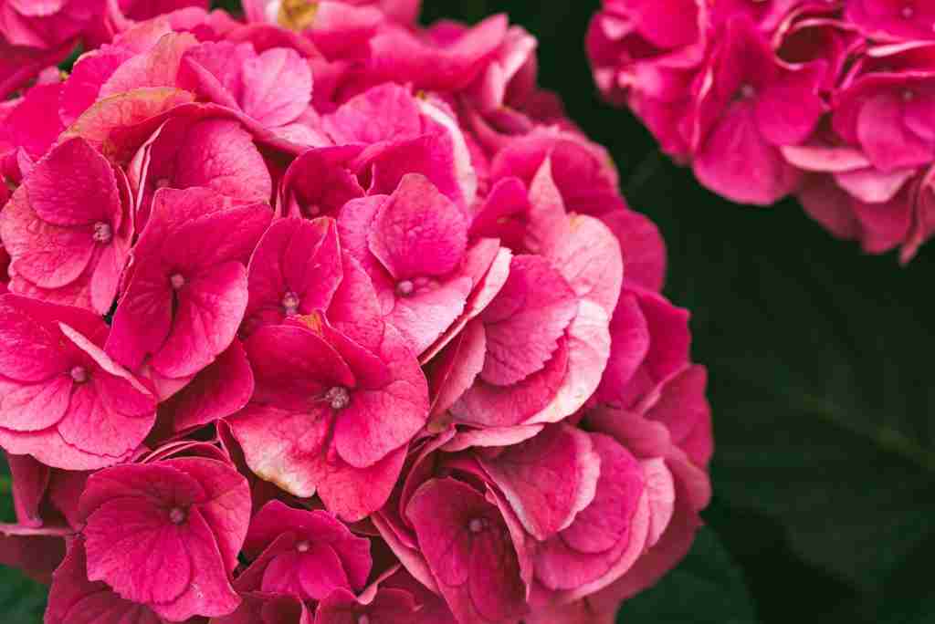 Summer Crush Bigleaf Hydrangea closup of garden flower