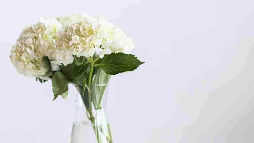 White hydrangea in a vase
