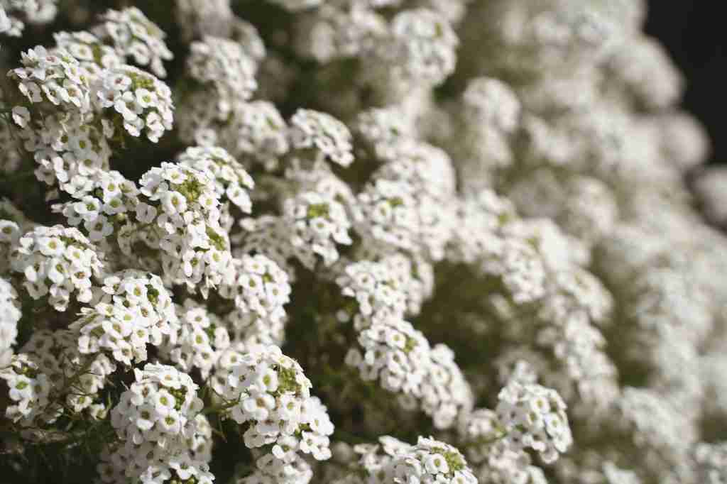 White Sweet alyssum flowers