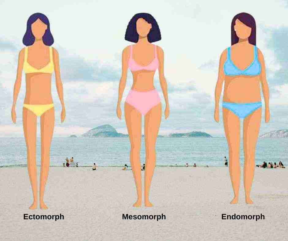 Three Body Types by shape and size