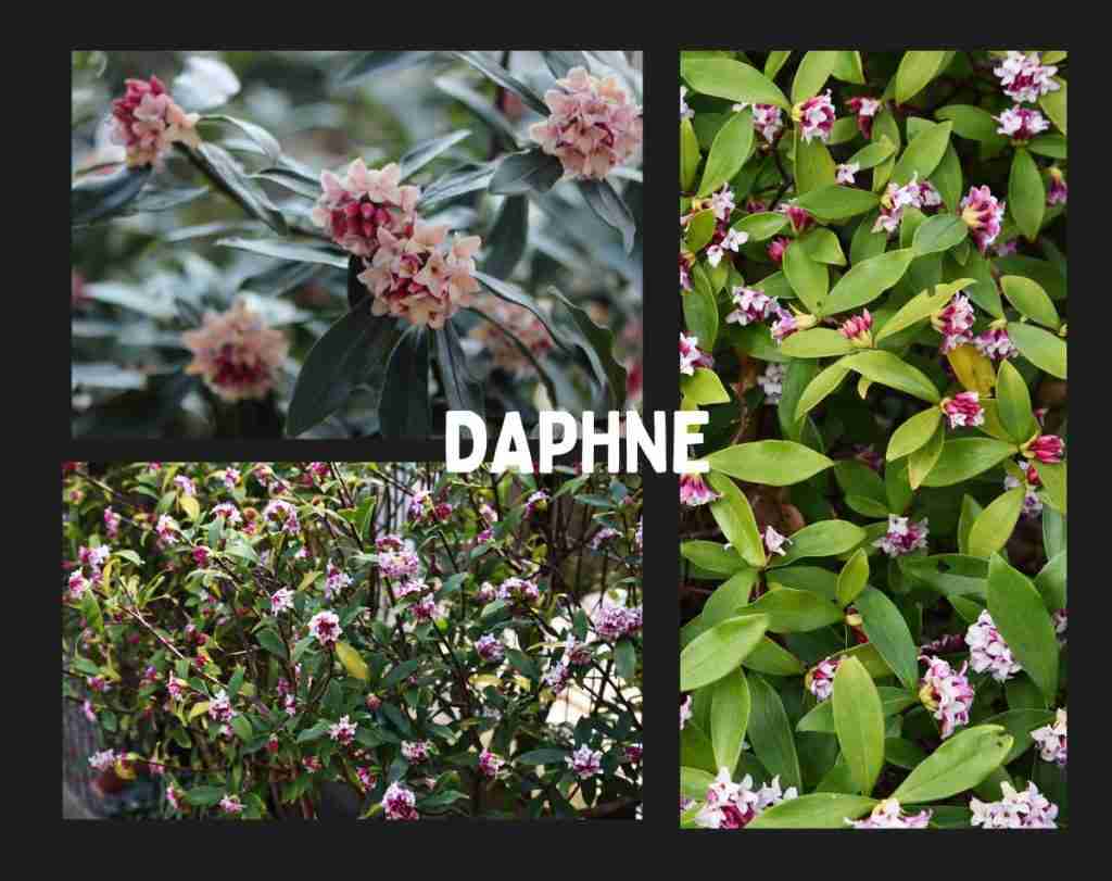 Daphne Shrub