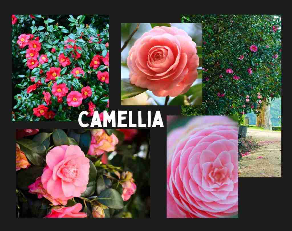 Camellia