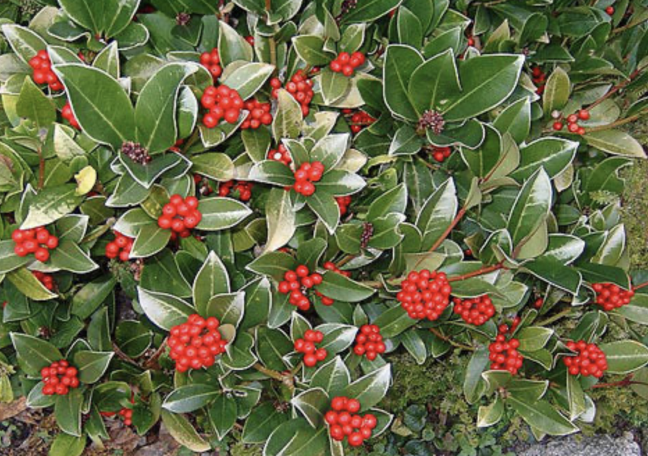 Japanese Skimmia-