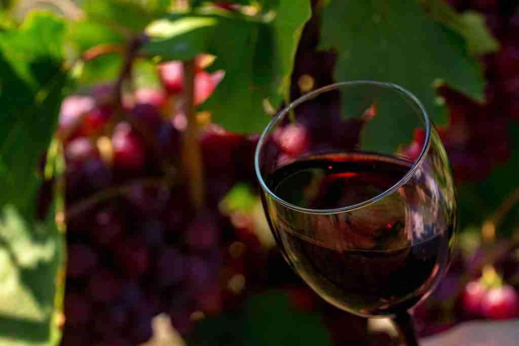 Close up of glass with red wine next to grapes in vineyard