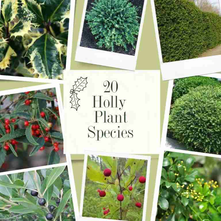 20 Types Of Holly Plants-what’s best for your landscape?
