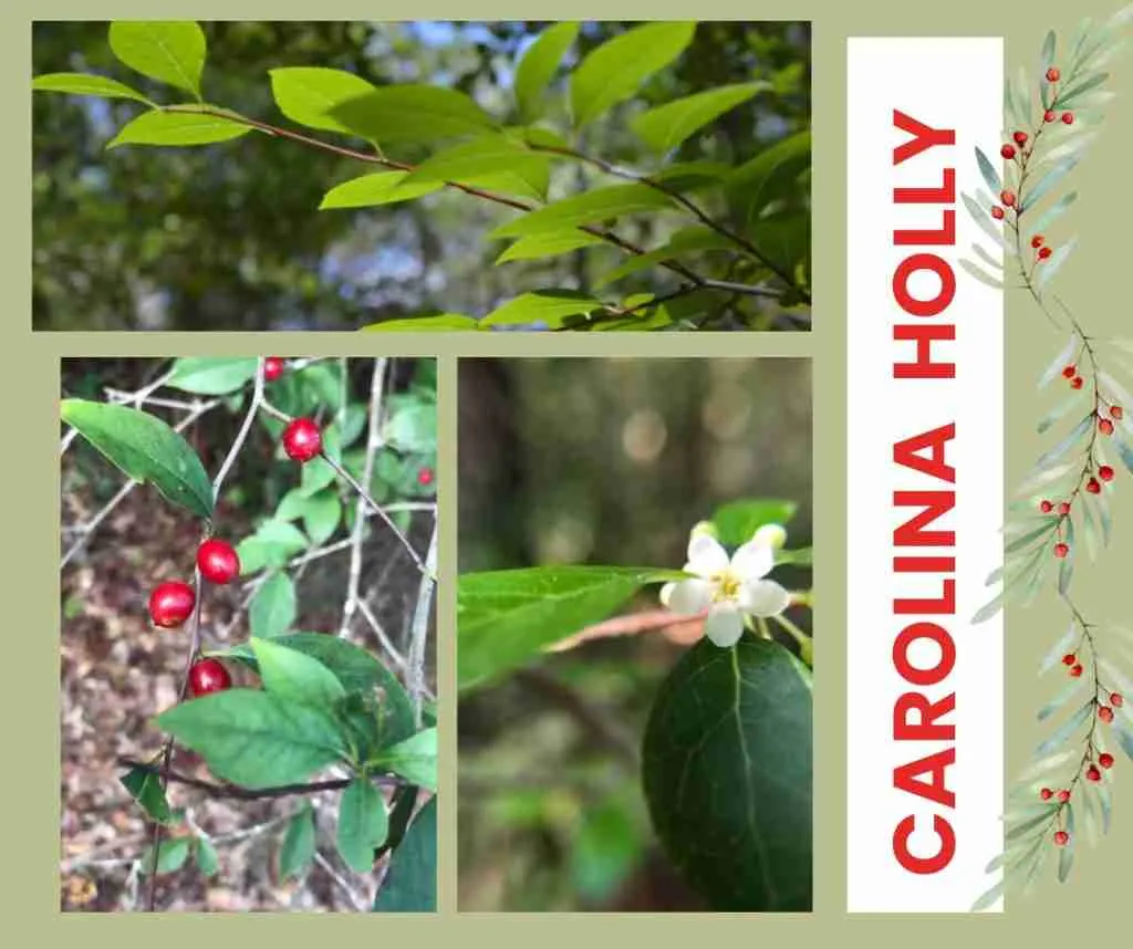 Carolina Holly (Ilex ambigua) images