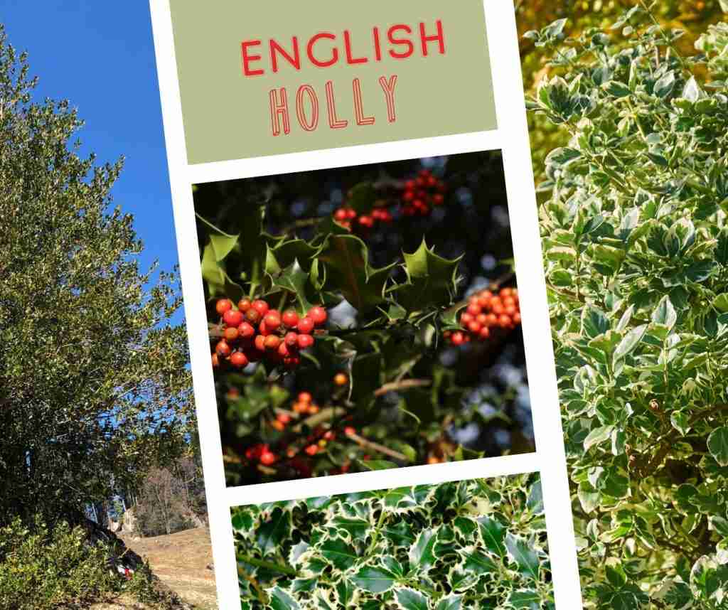 english holly varieites