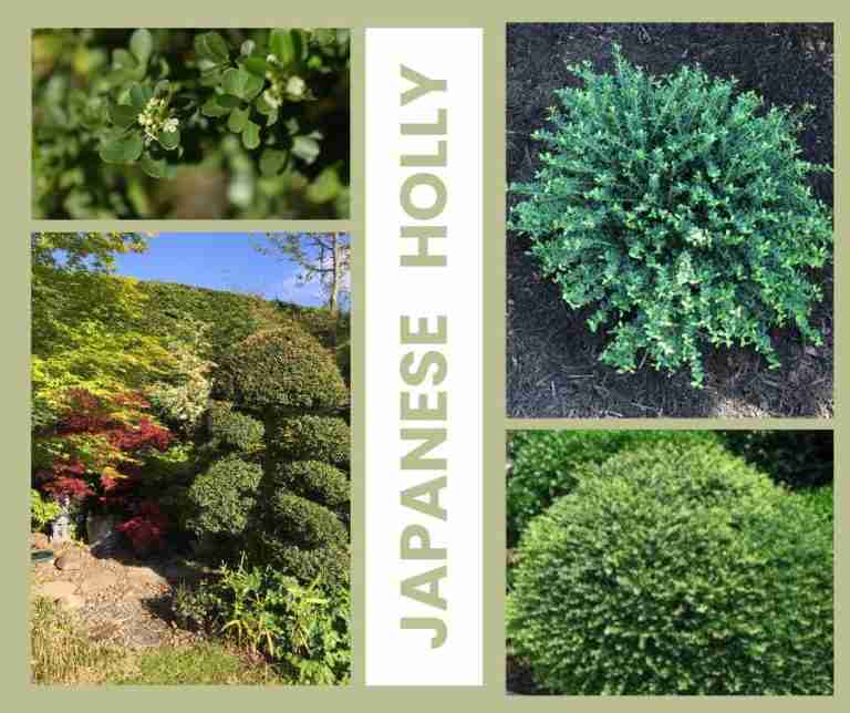 Japanese Holly varieties