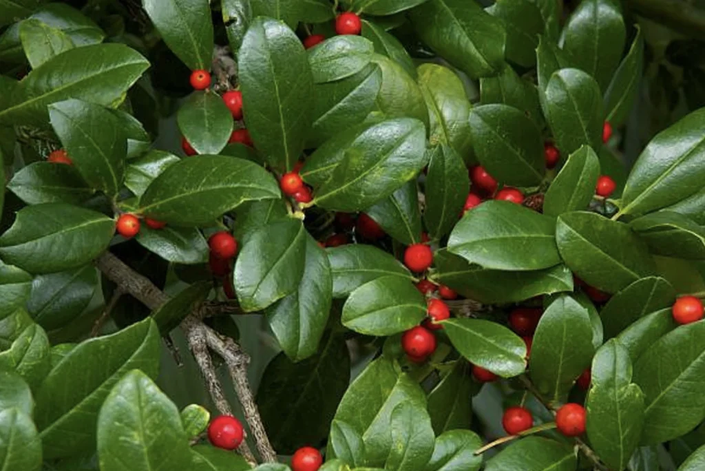 Yaupon holly 