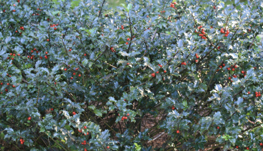 Blue Holly with red berries