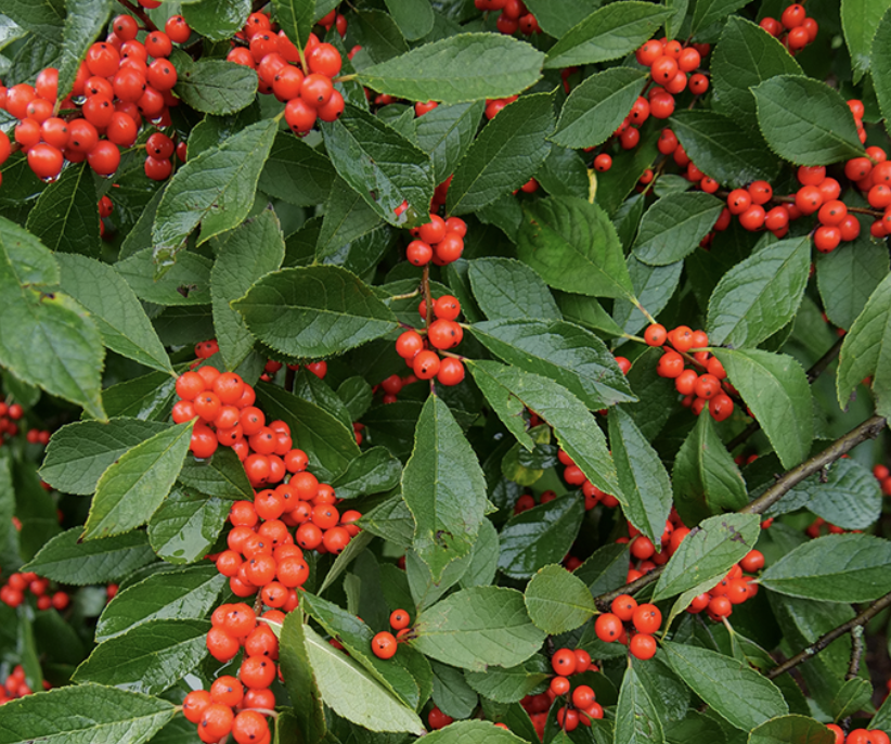 Common Winterberry Holly
