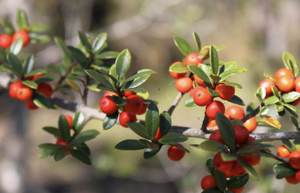 Myrtle Leaf Holly Bush 