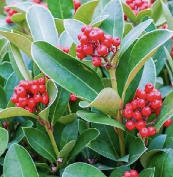 Small-Leaved Holly (Ilex canariensis) 