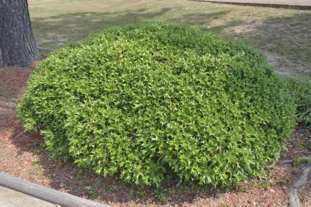 Evergreen Shrub- Chinese Holly Shrub