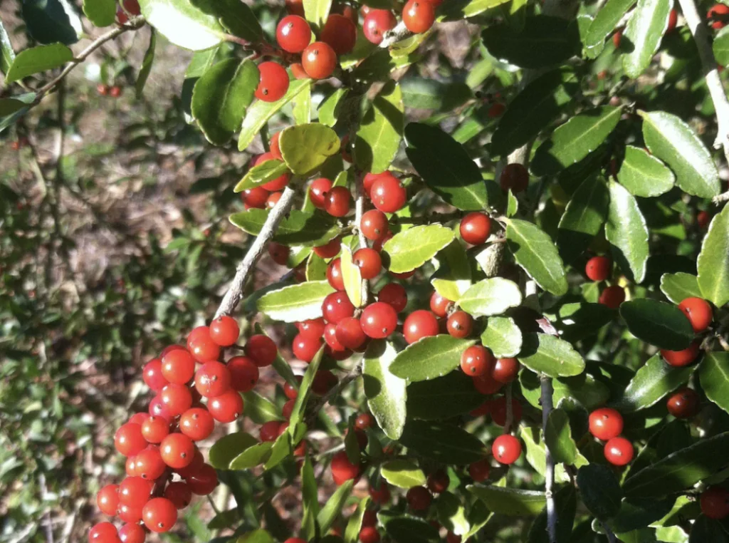 Round Leaf Japanese Holly 