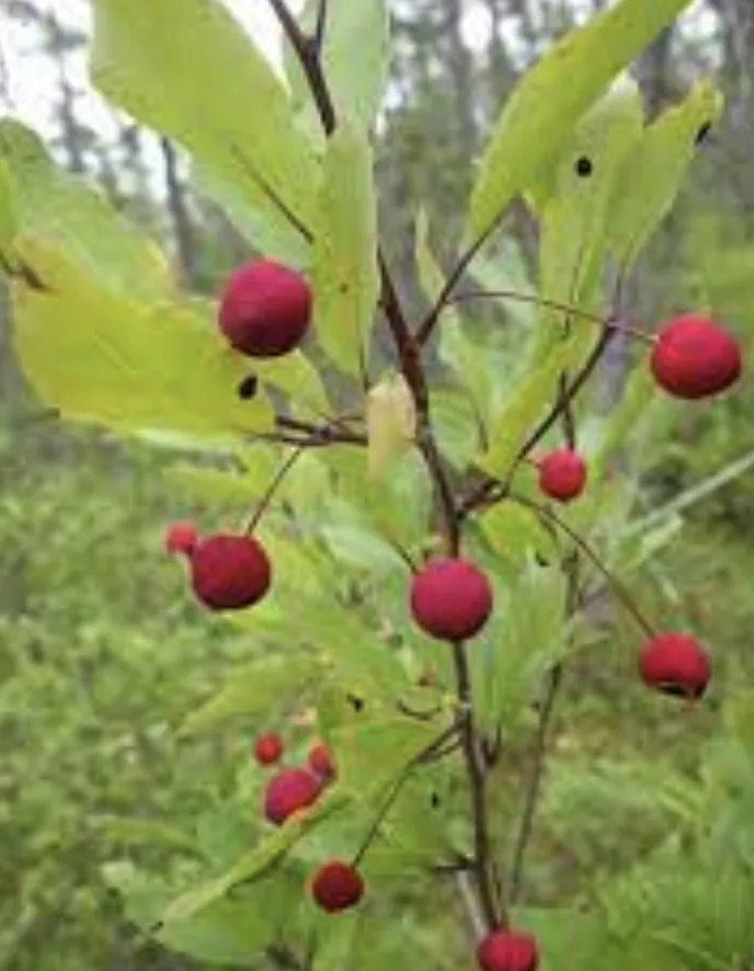 Mountain Holly Branch
