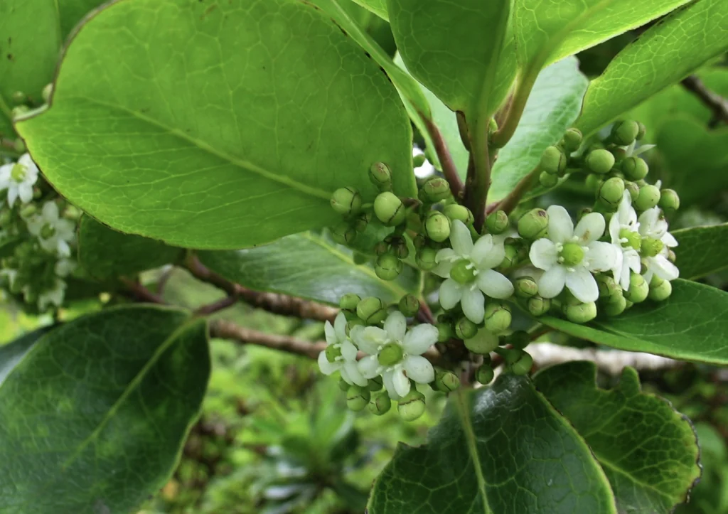 Hawaiian Holly Llex Anomala with flowers