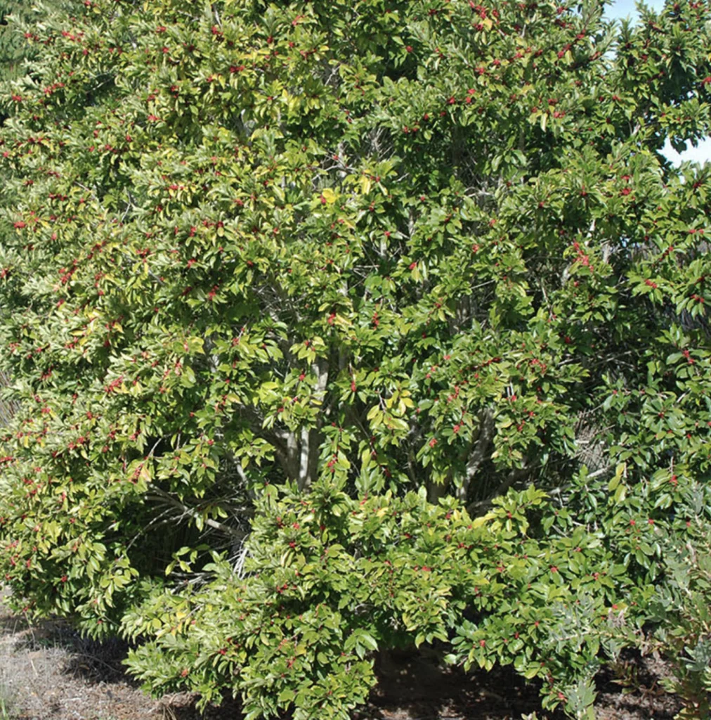 Yerba Mate Holly (Ilex paraguariensis):