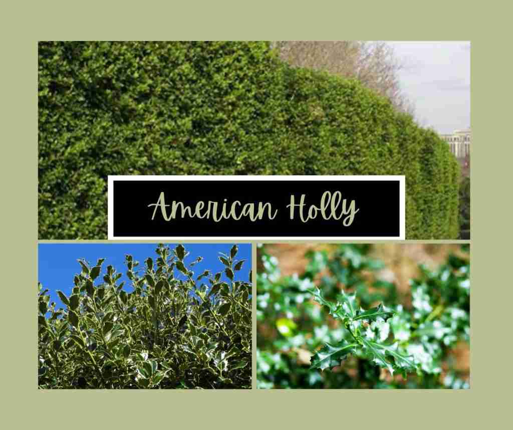 American Holly Varieties