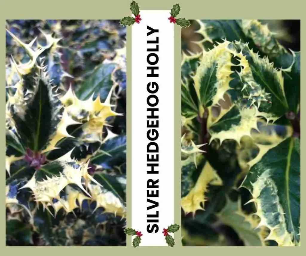 Hedgehog holly image
