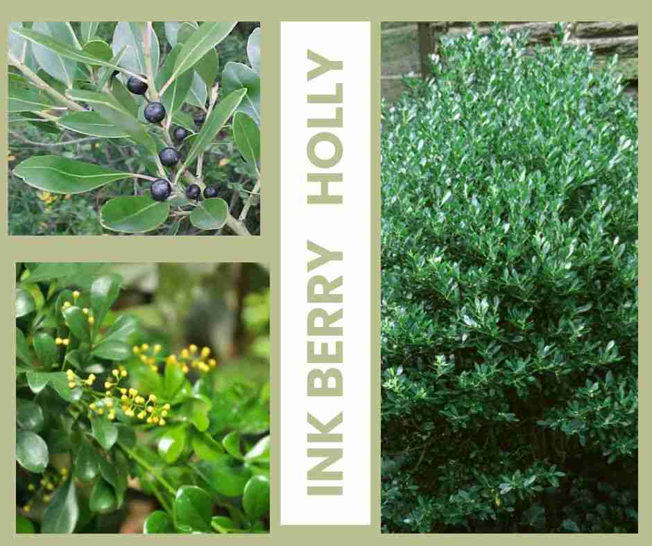 Ink berry holly shrubs 