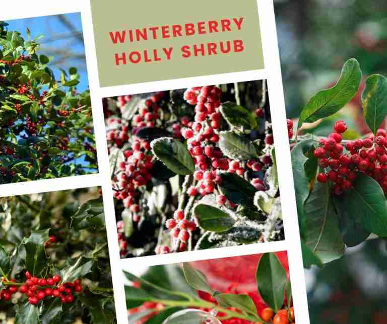 winterberry holly shrub