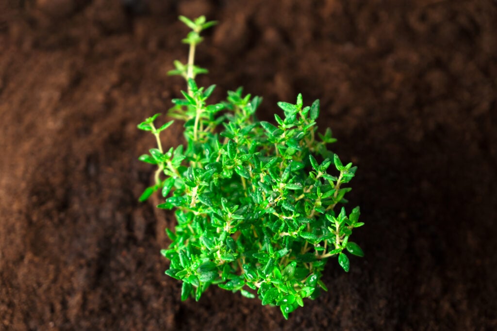 A close up of thyme micro greens.View from above