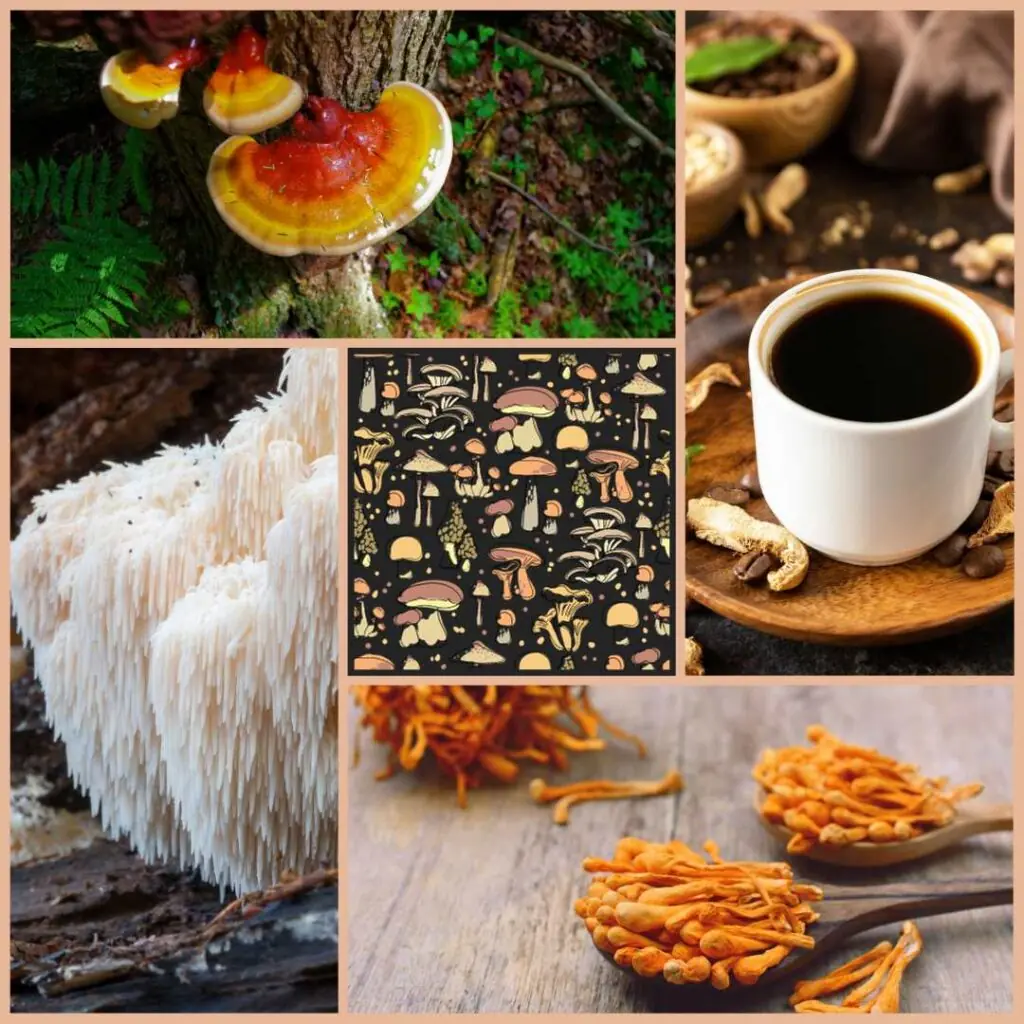 A selection of mixed mushrooms