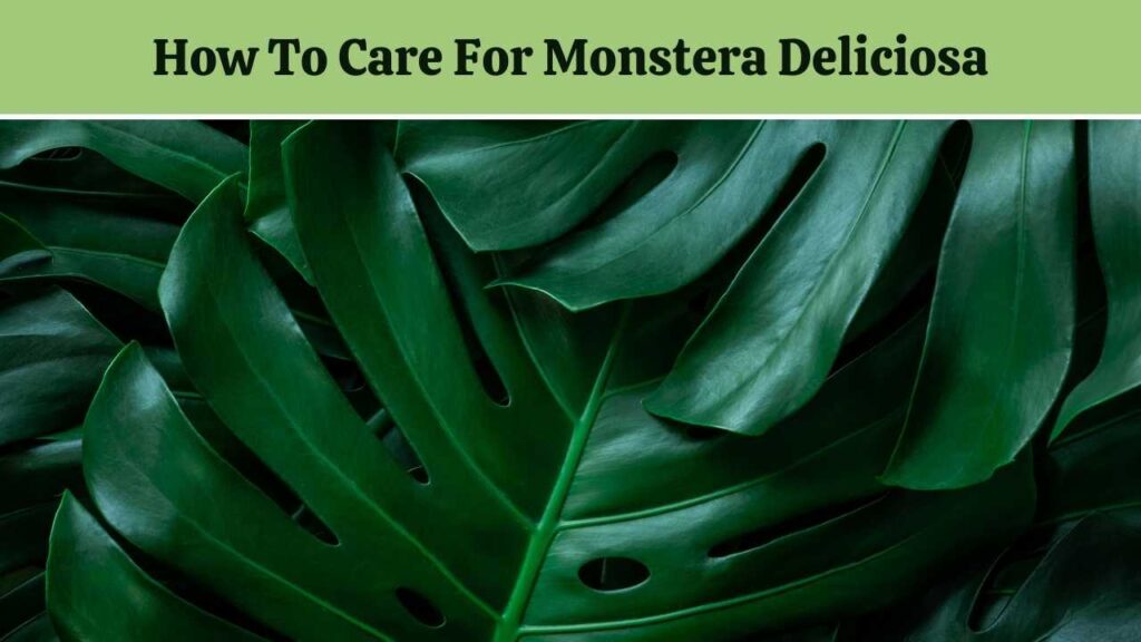 How to care for Monstera Delciosa Plant