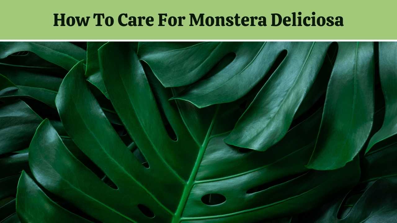 The Tropical Monstera Deliciosa Indoor Plant Care Tips
