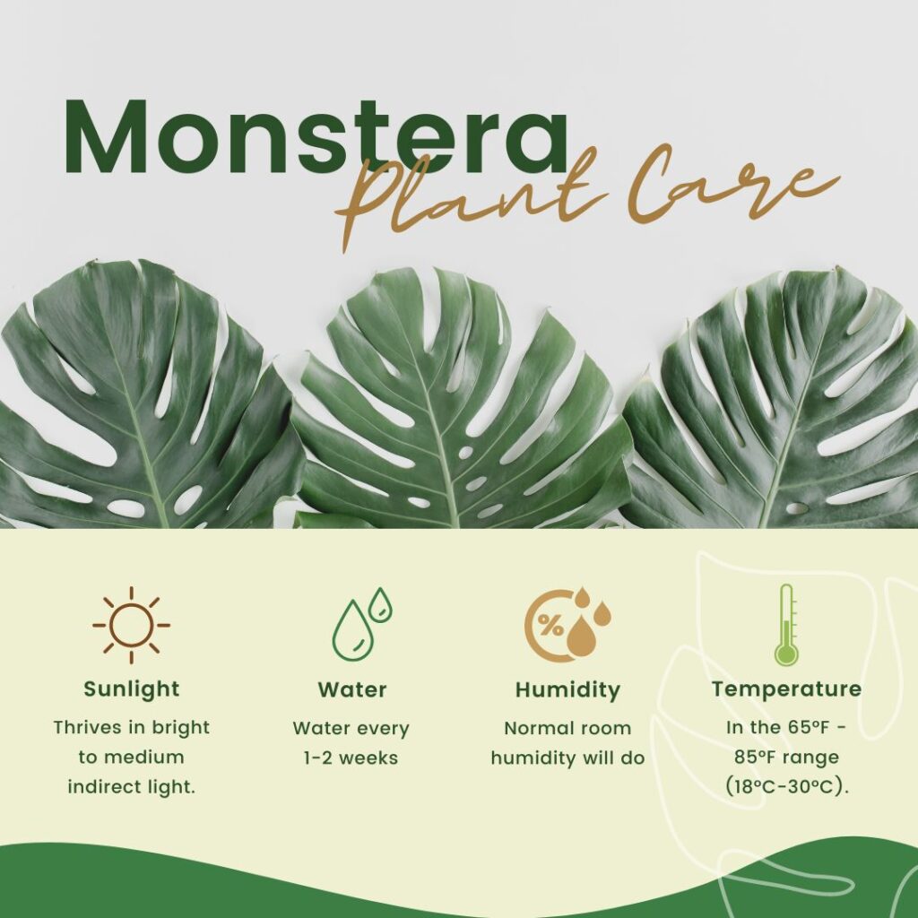 Monstera Plant Care- what to do to take care of a Monstera Plant