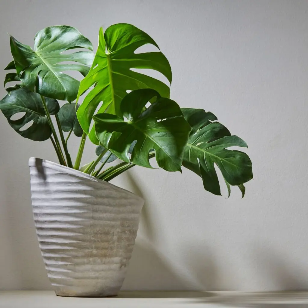 Beautiful Monstera Plant