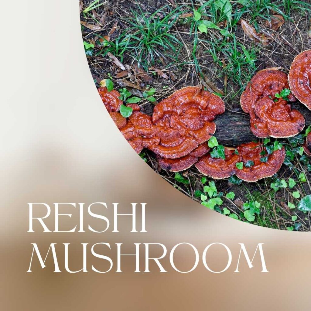 Reishi Mushrooms for stress and anxiety