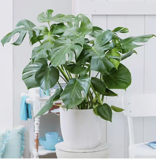 Tropical Houseplant easy to care for Monstera