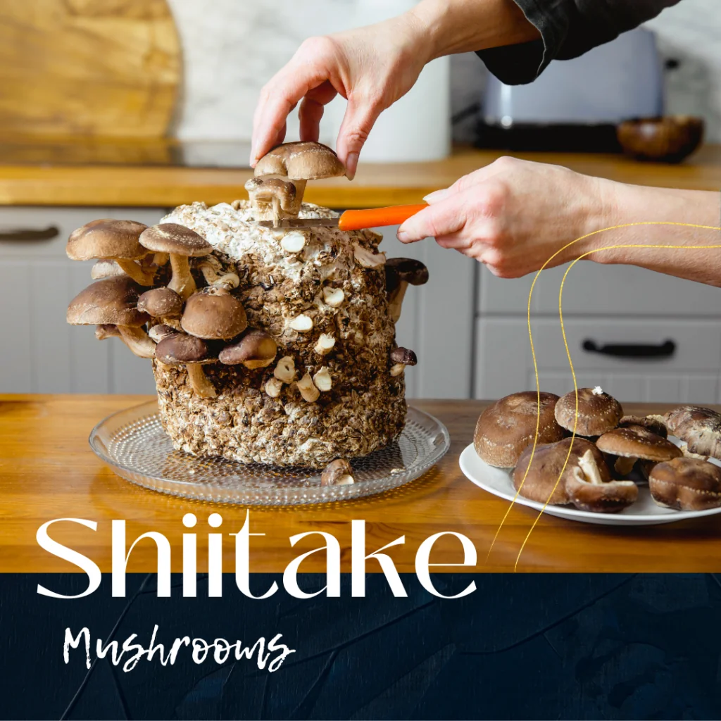 Can you take turkey tail and Chaga mushroom together?