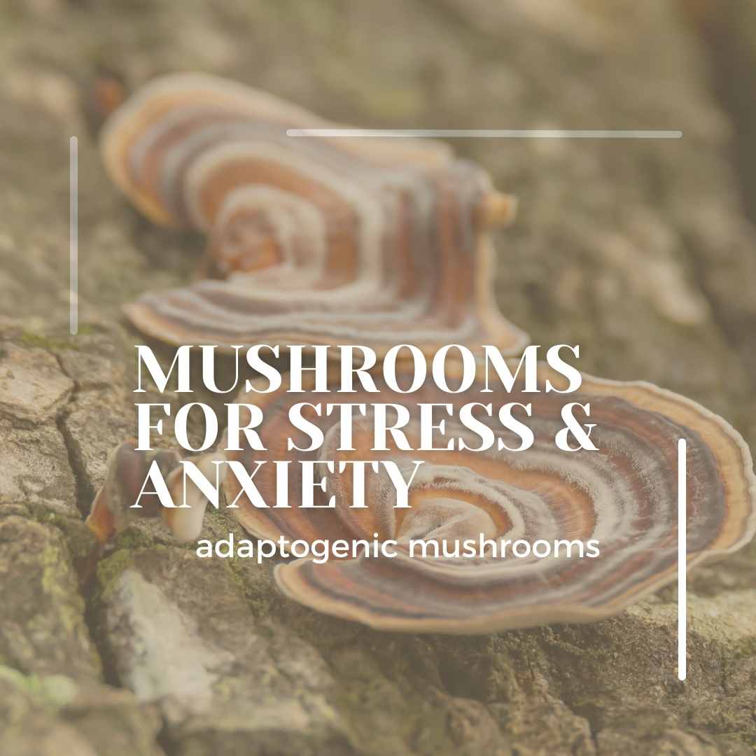 Adaptogenic mushrooms for stress and anxiety